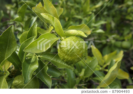 Green yuzu Green yuzu 87904493
