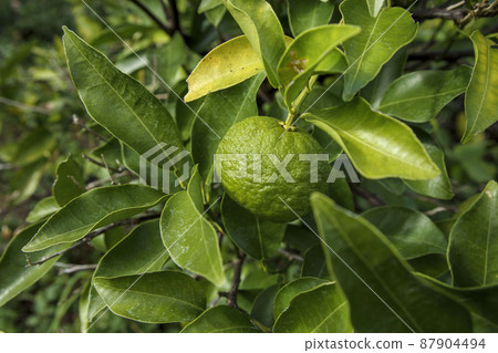 Green yuzu Green yuzu 87904494