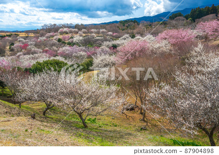 梅林市（Su野市梅市佐藤市） 87904898