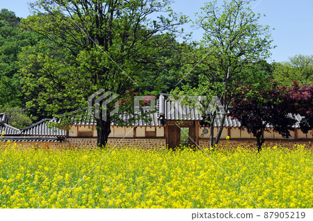 Rape Flower Hanok Kim Myung-gwan Old House Jeongeup Korea Rape Flower Hanok Kim Myung-gwan Old House Jeongeup Korea 87905219