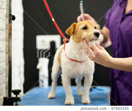 Grooming jack hot sale russell