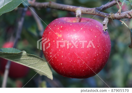蘋果染成紅色 87905570