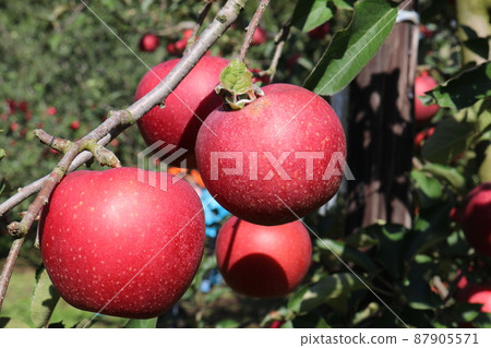 A bright red apple A bright red apple 87905571