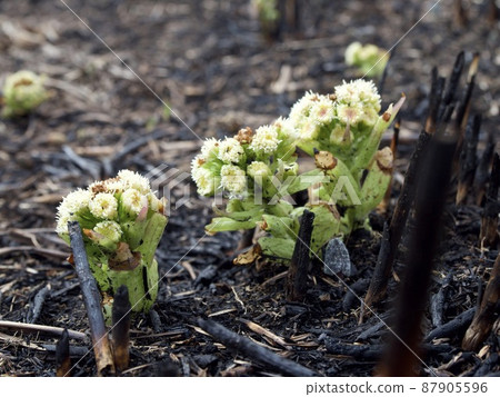 Fukinoto, butterbur sprout, open burning, sprout, spring Fukinoto, butterbur sprout, open burning, sprout, spring 87905596