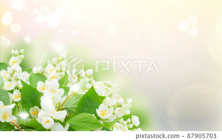 Jasmine flowers and leaves Jasmine flowers and leaves 87905703