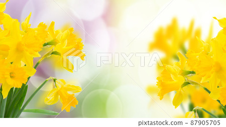 spring yellow narcissus spring yellow narcissus 87905705