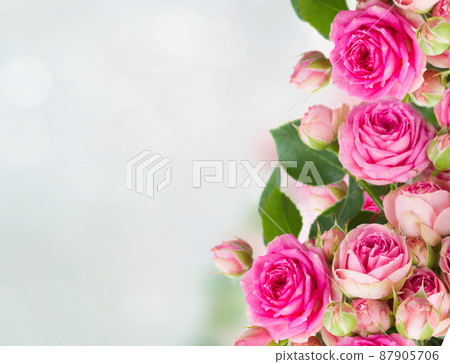 border of fresh pink roses close up border of fresh pink roses close up 87905706
