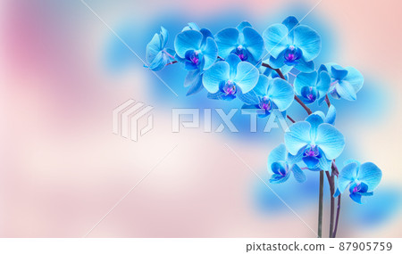 purple orchid branch 87905759