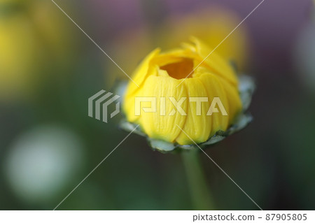 Chrysanthemum multicore (closed flower) 87905805