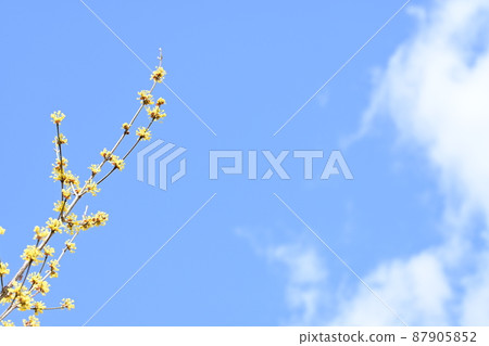 Yellow flowers of cornel and the sky looking up 87905852