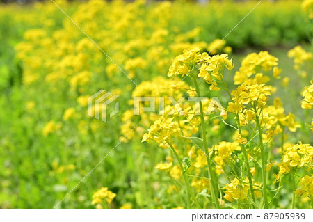 Rape blossoms (rape) Flowers blooming in the field Rape blossoms (rape) Flowers blooming in the field 87905939