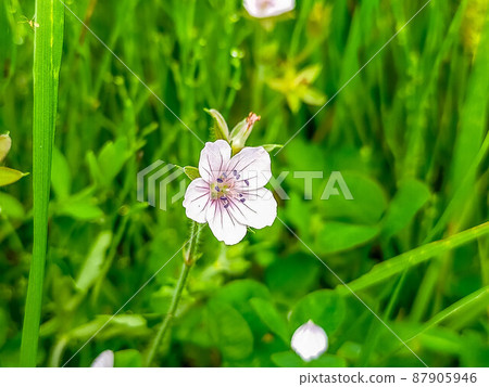漂亮的天竺葵科花 漂亮的天竺葵科花 87905946