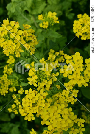 早春開花的油菜花(油菜) 早春開花的油菜花(油菜) 87906043