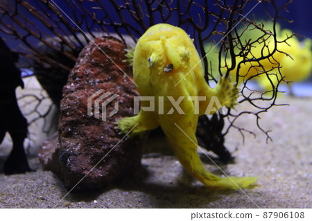 躄魚照片 87906108