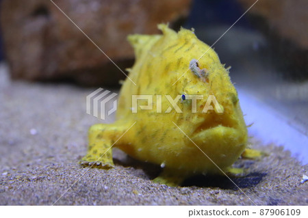 躄魚照片 87906109