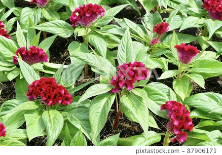 Beautiful Fresh Red Cockscomb Flowers or Woolflowers 87906171