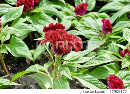 Beautiful Fresh Red Cockscomb Flowers or Woolflowers Beautiful Fresh Red Cockscomb Flowers or Woolflowers 87906172