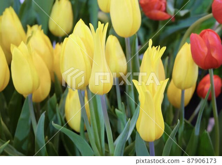 Fresh Yellow Tulip Flowers in A Garden Fresh Yellow Tulip Flowers in A Garden 87906173