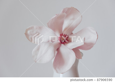 Magnolia flower in bloom against white background. 87906590