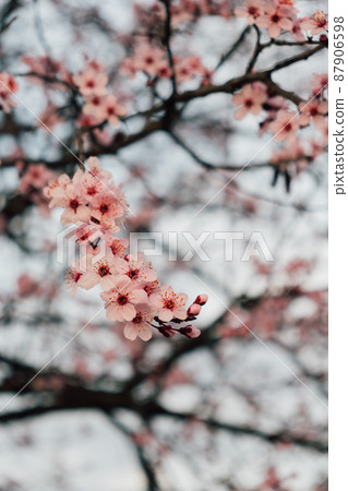 Beautiful pink spring blossoms, natural floral background. Beautiful pink spring blossoms, natural floral background. 87906598