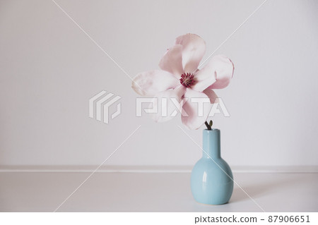 Magnolia flower in bloom against white background. Magnolia flower in bloom against white background. 87906651