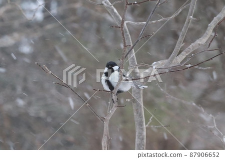 Great tit that is round but fluffy Great tit that is round but fluffy 87906652