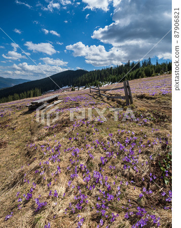 Blooming purple violet Crocus heuffelianus (Crocus vernus) alpine flowers on spring Carpathian mountain plateau, Ukraine. Blooming purple violet Crocus heuffelianus (Crocus vernus) alpine flowers on spring Carpathian mountain plateau, Ukraine. 87906821