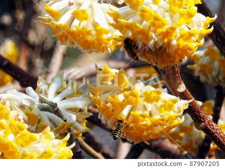 三俁花盛開-1 三俁花盛開-1 87907205