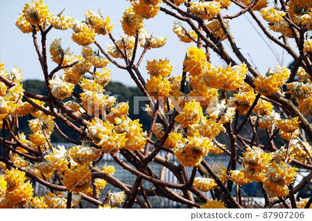 三俁花盛開-2 87907206