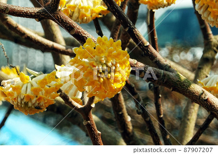 三俁花盛開-3 三俁花盛開-3 87907207