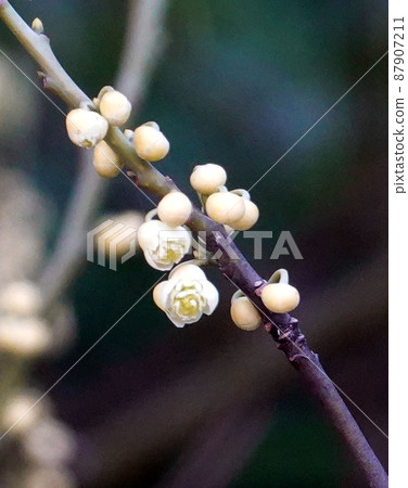 山蒼子花 1 87907211