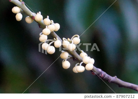 山蒼子花蕾 山蒼子花蕾 87907212