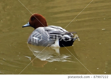 Common pochard rooster-3 Common pochard rooster-3 87907222