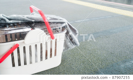 從手提包裡向外看的貓-旅行、旅行和帶寵物外出的圖像材料 87907255