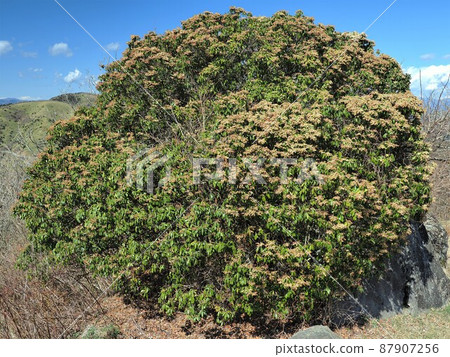 神奈川縣仙女座 87907256