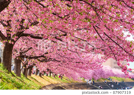 Spring Otogawa riverbed, Aoi cherry blossoms in full bloom (Kawazu cherry blossoms) <Okazaki City, Aichi Prefecture> Spring Otogawa riverbed, Aoi cherry blossoms in full bloom (Kawazu cherry blossoms) <Okazaki City, Aichi Prefecture> 87907319