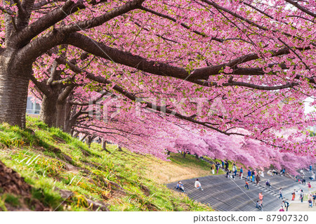 Spring Otogawa riverbed, Aoi cherry blossoms in full bloom (Kawazu cherry blossoms) <Okazaki City, Aichi Prefecture> 87907320