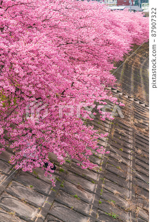 春天的音川河床，葵櫻花盛開（河津櫻花）<愛知縣岡崎市> 87907322