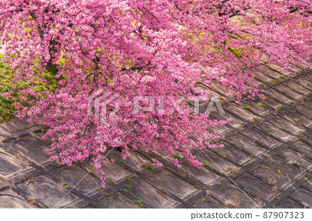 春天的音川河床，葵櫻花盛開（河津櫻花）<愛知縣岡崎市> 87907323