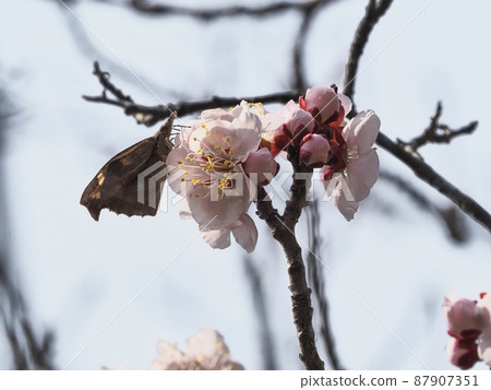 Pink plum blossoms and lizard butterflies Pink plum blossoms and lizard butterflies 87907351