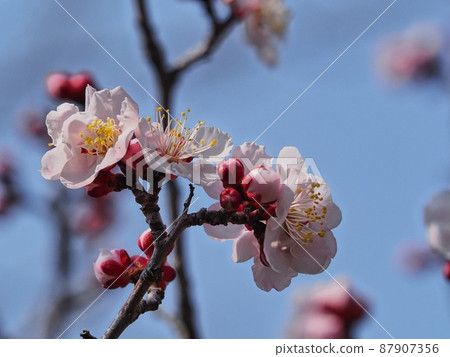 桃紅色李子開花李子開花紅色冬至李子 87907356