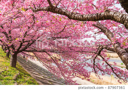 Spring Otogawa riverbed, Aoi cherry blossoms in full bloom (Kawazu cherry blossoms) <Okazaki City, Aichi Prefecture> 87907361