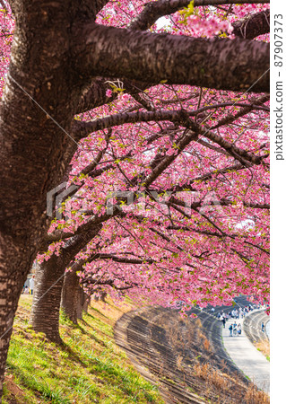 Spring Otogawa riverbed, Aoi cherry blossoms in full bloom (Kawazu cherry blossoms) <Okazaki City, Aichi Prefecture> Spring Otogawa riverbed, Aoi cherry blossoms in full bloom (Kawazu cherry blossoms) <Okazaki City, Aichi Prefecture> 87907373