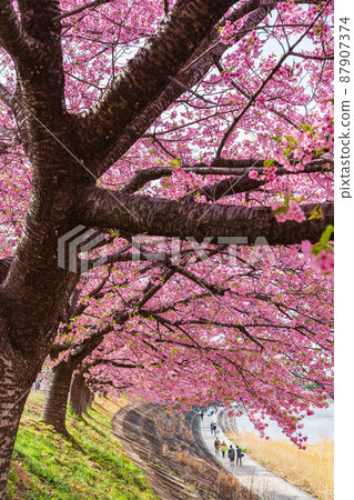 Spring Otogawa riverbed, Aoi cherry blossoms in full bloom (Kawazu cherry blossoms) <Okazaki City, Aichi Prefecture> Spring Otogawa riverbed, Aoi cherry blossoms in full bloom (Kawazu cherry blossoms) <Okazaki City, Aichi Prefecture> 87907374