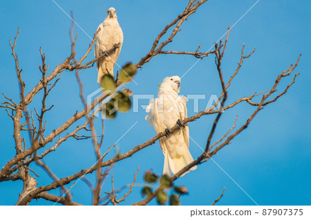 Sulphur-crested Cockatoo birds on the branch of tree. Normally found in wooded habitats in Australia, and New Guinea and some of the islands of Indonesia. 87907375