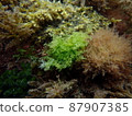 A group of seaweeds swaying in the waves in the sea 17 87907385