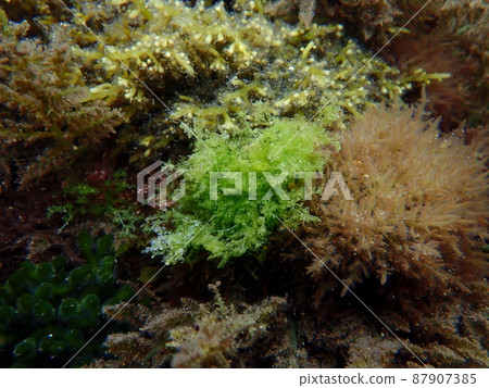 A group of seaweeds swaying in the waves in the sea 17 87907385