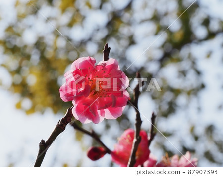 Red flower of flowers 87907393