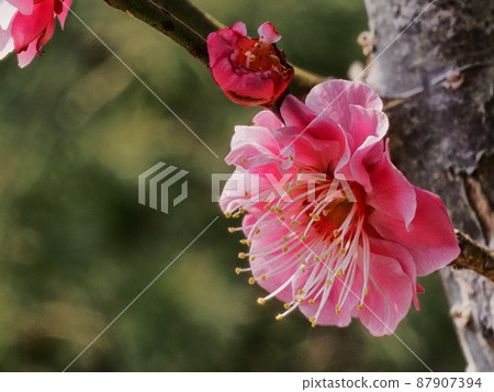 Red flower of flowers 87907394