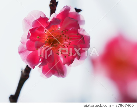 Red flower of flowers Red flower of flowers 87907400